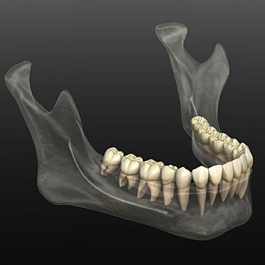 Diagram of healthy jawbone